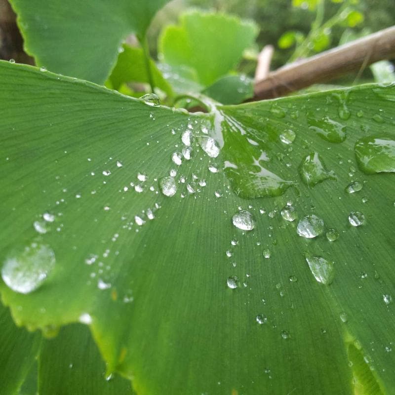 U File Transparent A4